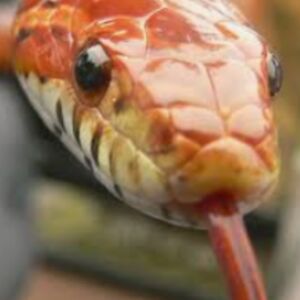 sophie-hosselkus avatar