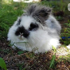 littlecat1461 avatar