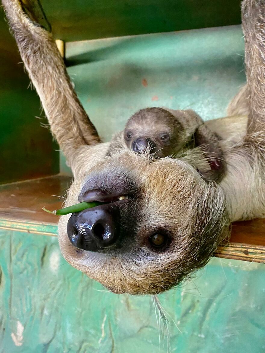 Sussex Zoo Discovers Sloth-Tastic Surprise Baby! Sussex Zoo Discovers Sloth-Tastic Surprise Baby!