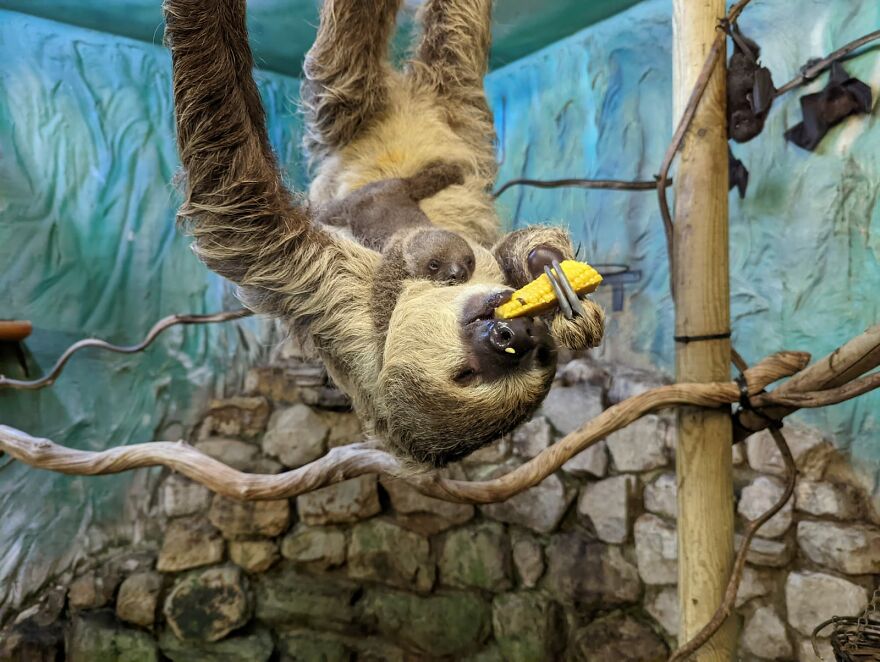 Sussex Zoo Discovers Sloth-Tastic Surprise Baby! Sussex Zoo Discovers Sloth-Tastic Surprise Baby!