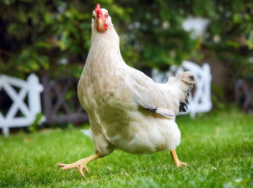 The Saga Of Doom Chicken -- Chapter 1