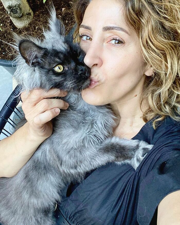 Este es Richie, un gato maine coon que se ha vuelto viral en redes sociales