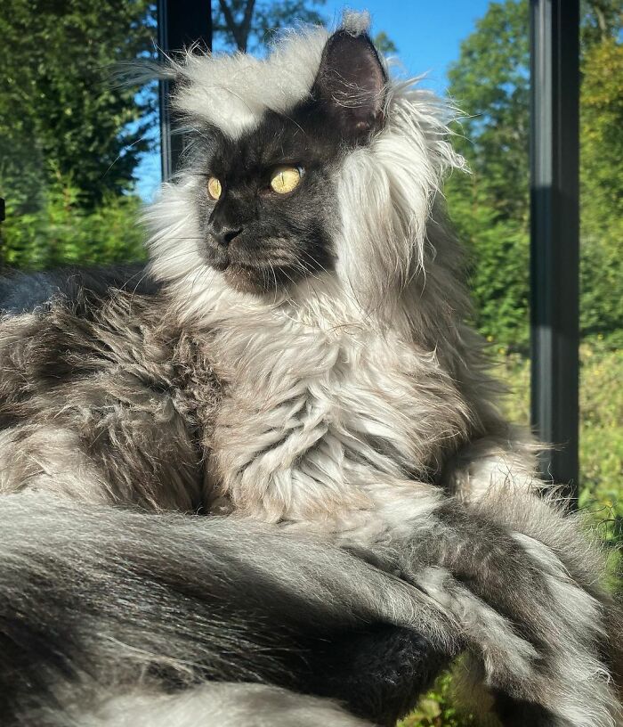 Este es Richie, un gato maine coon que se ha vuelto viral en redes sociales