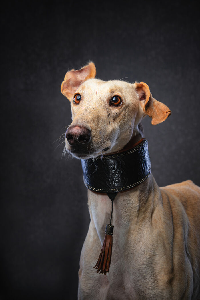 Dia Del Galgo– World Galgo Day