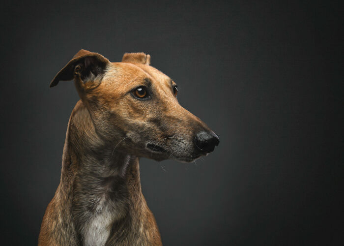 Dia Del Galgo– World Galgo Day