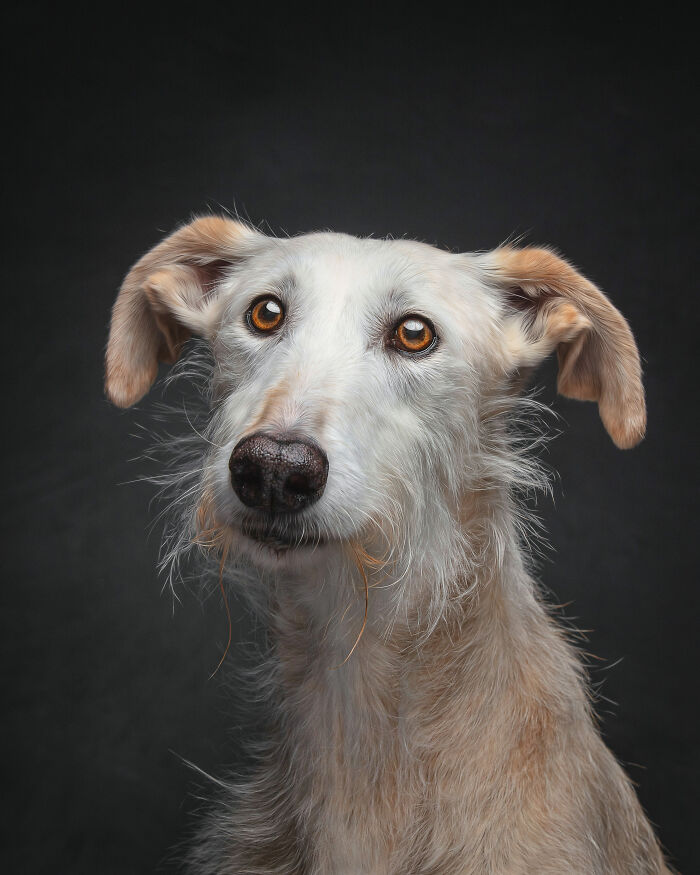 Dia Del Galgo– World Galgo Day