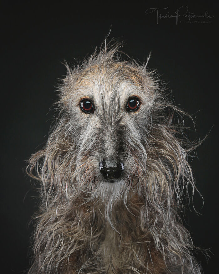 Dia Del Galgo– World Galgo Day