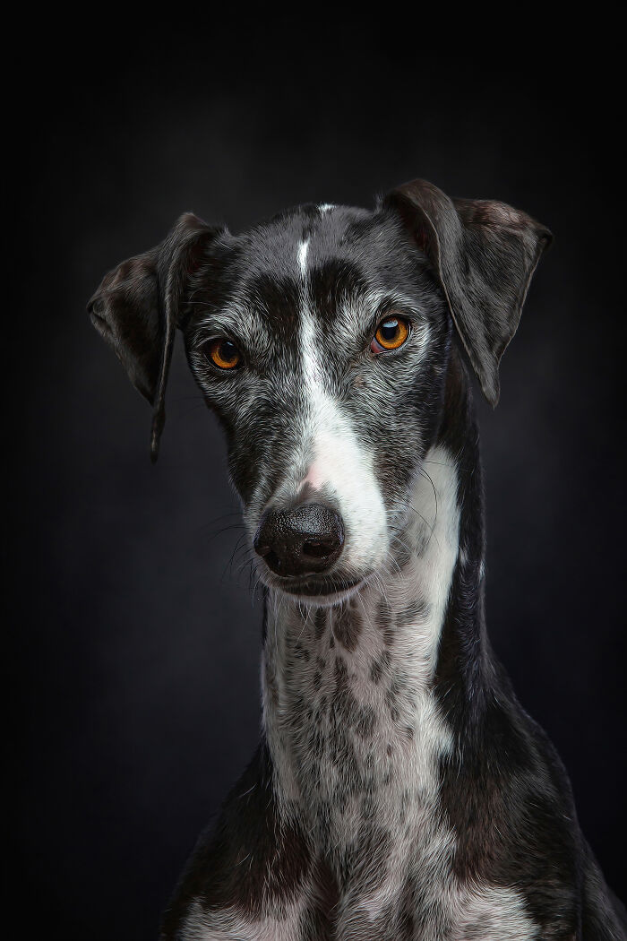 Dia Del Galgo– World Galgo Day