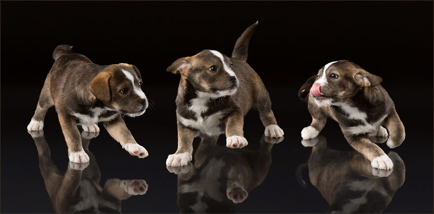 Reece - A Whirling Dervish