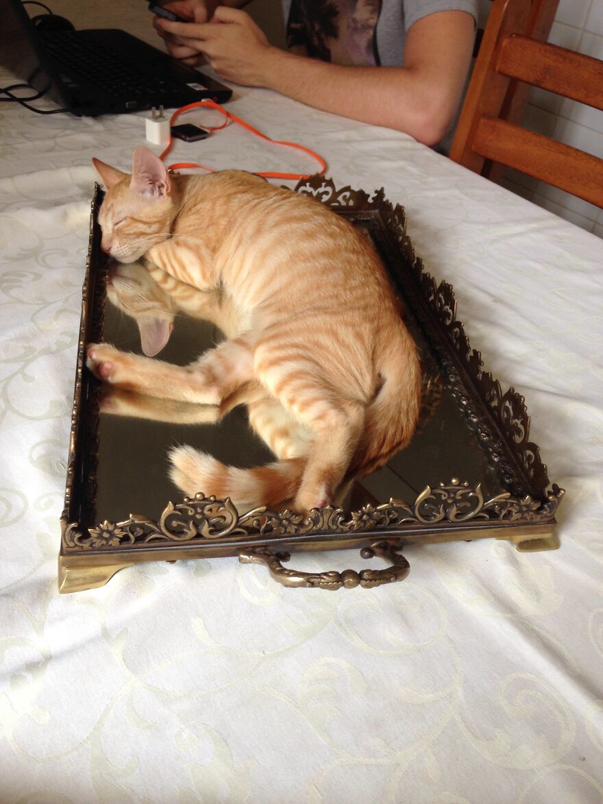 Cat Becomes An “Attendant” Of A 'Service Unit' And Even Has An Employee Badge Cat Becomes An “Attendant” Of A 'Service Unit' And Even Has An Employee Badge
