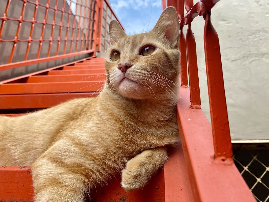 Cat Becomes An “Attendant” Of A 'Service Unit' And Even Has An Employee Badge Cat Becomes An “Attendant” Of A 'Service Unit' And Even Has An Employee Badge