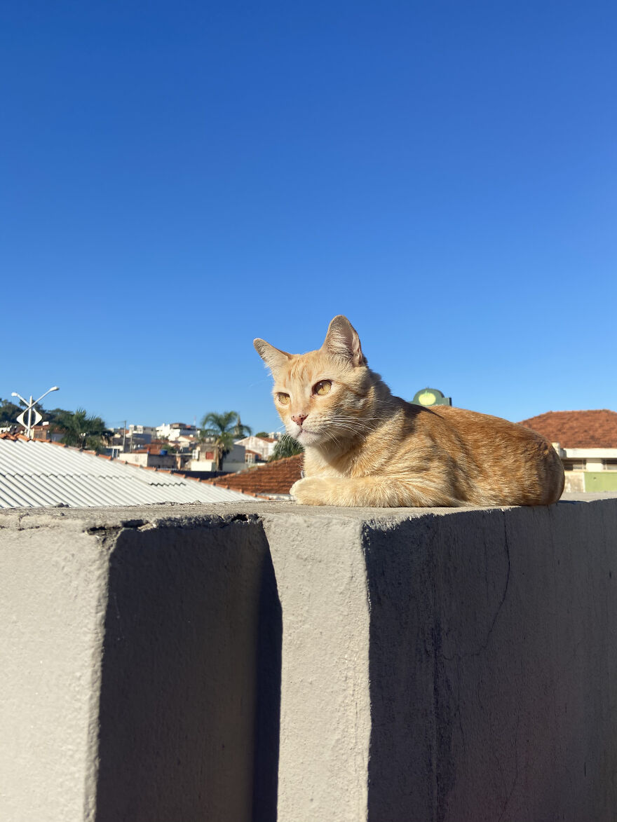 Cat Becomes An “Attendant” Of A 'Service Unit' And Even Has An Employee Badge Cat Becomes An “Attendant” Of A 'Service Unit' And Even Has An Employee Badge
