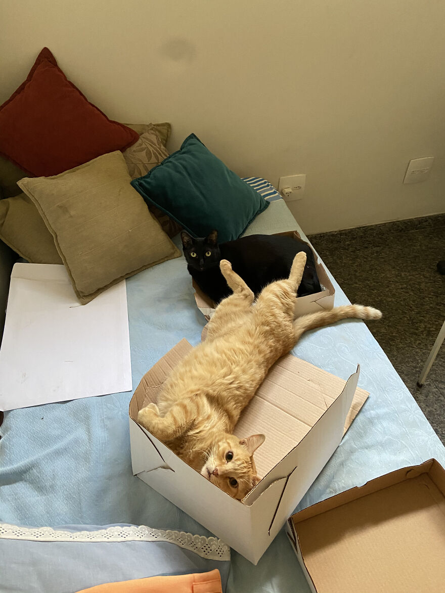 Cat Becomes An “Attendant” Of A 'Service Unit' And Even Has An Employee Badge Cat Becomes An “Attendant” Of A 'Service Unit' And Even Has An Employee Badge