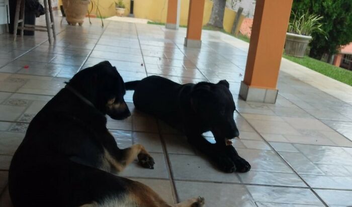 Woman Asked For Help On Social Media After Finding Abandoned Dog With A Note “I’m Sorry, Please Take Care Of Her” Woman Asked For Help On Social Media After Finding Abandoned Dog With A Note “I’m Sorry, Please Take Care Of Her”