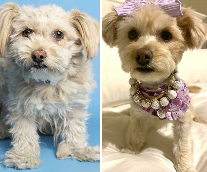 My Missy Girl Two Months After We Rescued Her