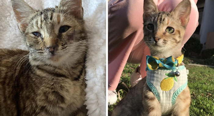 Lemon, antes y después de la adopción