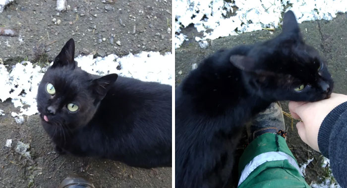 Después de un año dándole de comer, mimos y pequeños golpes de cabeza cautelosos, finalmente me ha adoptado. Ayúdame a ponerle nombre a esta dulce cosa