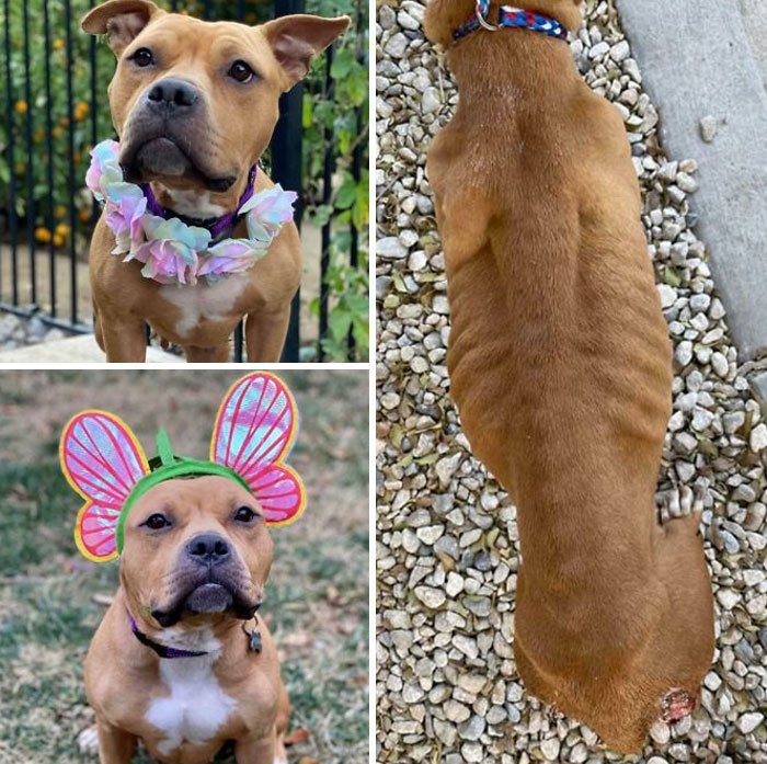 Rescatada en un estado espantoso, muy demacrada y con llagas abiertas en las patas traseras, esta niña ha sido adoptada y está viviendo su mejor vida