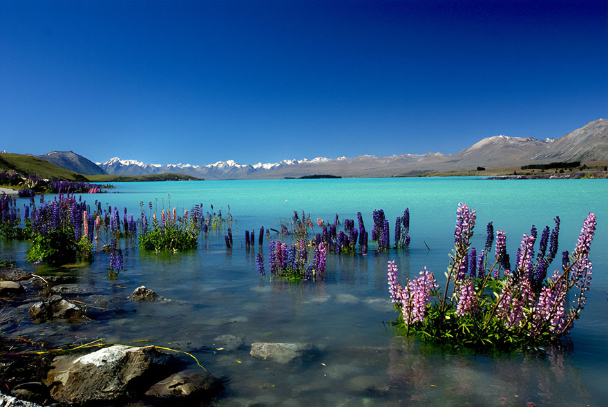 Russell Lupins In Lake Tekapo