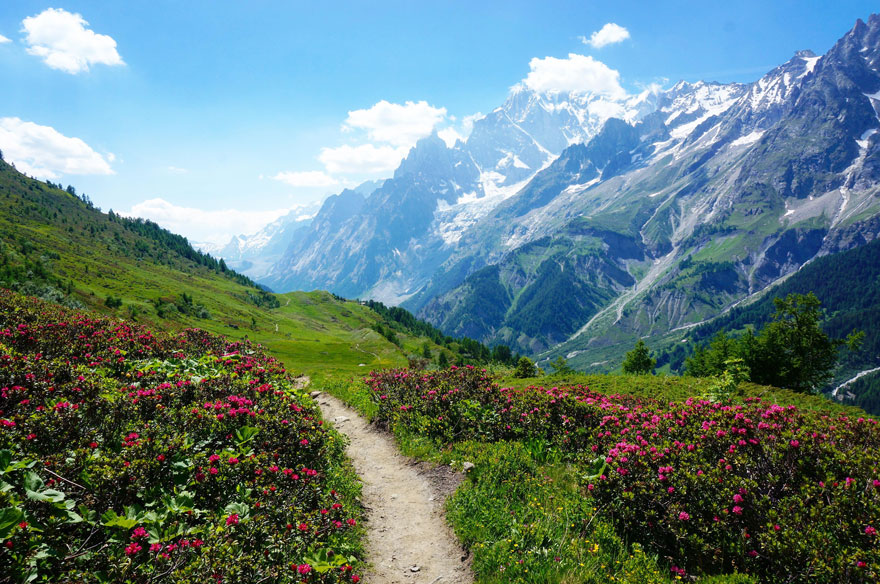 Beautiful mountain scenery with vibrant pink flowers and a winding path under a clear blue sky.