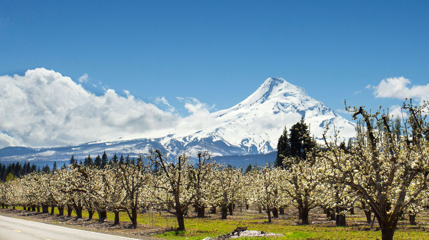 Hood River Valley Orchards, Oregon
