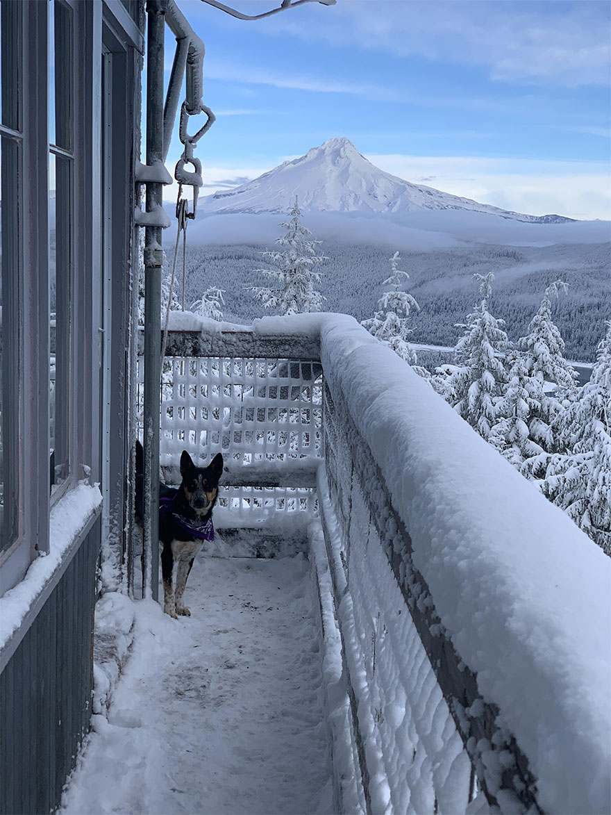 Dog on snowy balcony with stunning mountain scenery in the background.