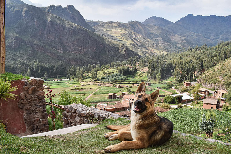 Dog relaxing on a grassy hill with beautiful scenery of a mountain valley and village in the background.