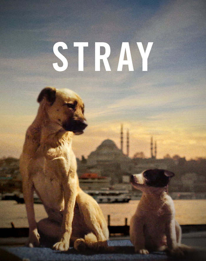 Stray