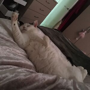 lindseyjohnstone avatar