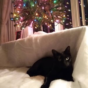 thatbronwyngirl avatar