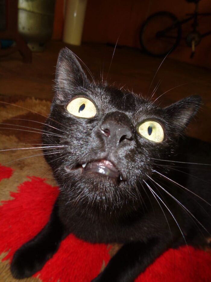 Wilykit Was Not Exactly Photogenic Cat...