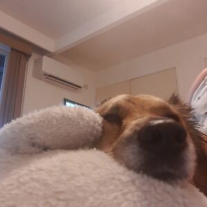 vanessagibson avatar