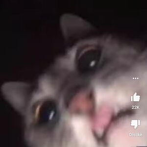 daniellaaviles avatar