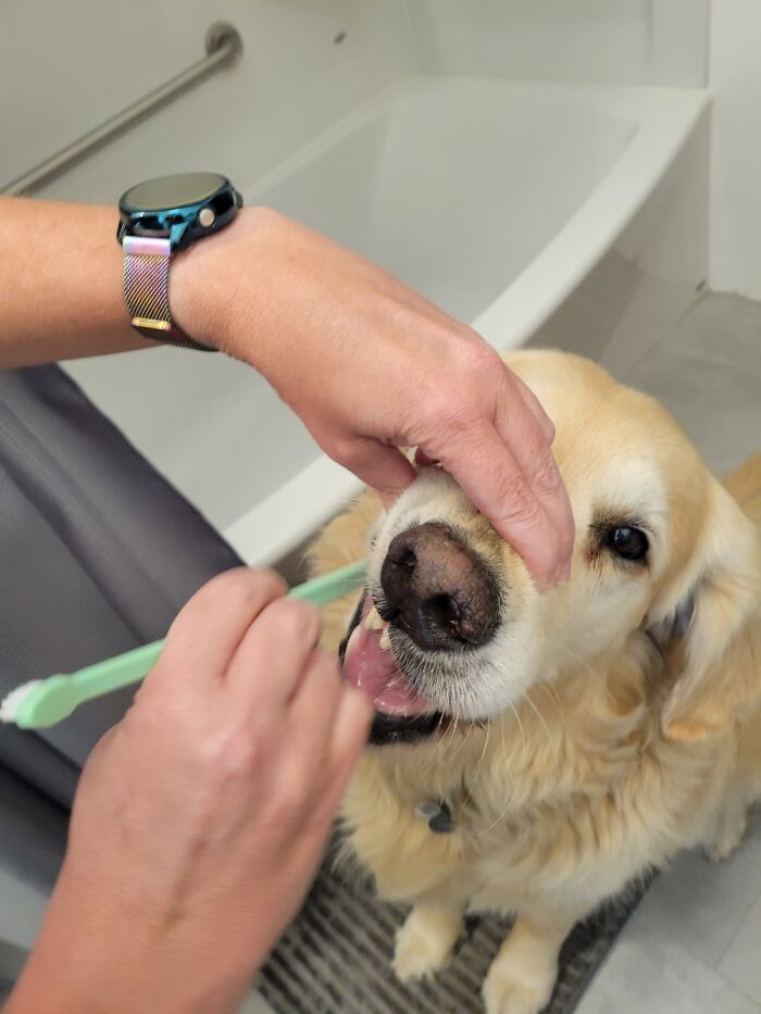 Dental Hygiene Is Important