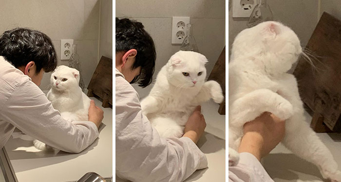 Este gato rechazó los intentos de su dueño de abrazarlo y se volvió viral en internet