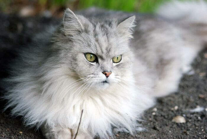 20 Cosas que los dueños de mascotas deberían saber, según los veterinarios