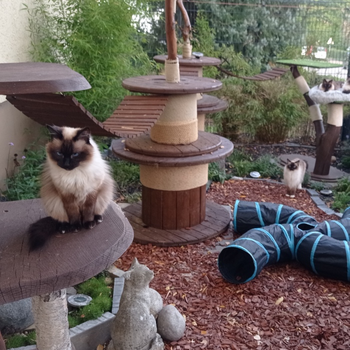 I Built A Small Outdoor Save Space For My Cats