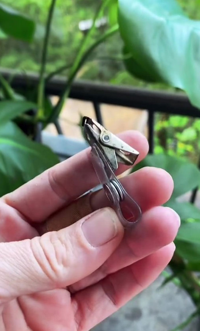 This Woman Befriended The Crows And Now Receives The Most Random Gifts As A Token Of Appreciation