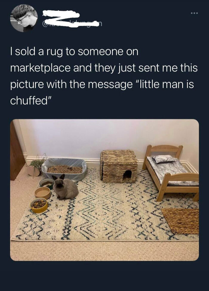 Gray cat sitting on a patterned rug beside food bowls, a litter box, a small bed, and a woven cat house, adorable animals.