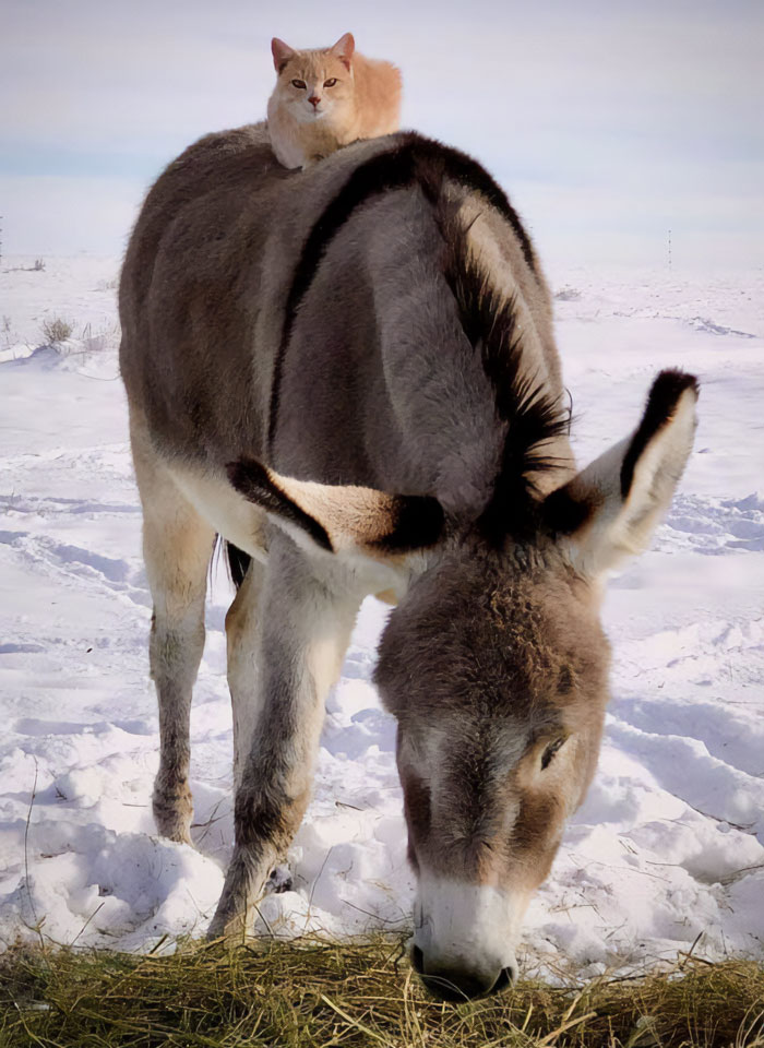 A cute donkey standing in the snow with a ginger cat resting on its back, showcasing donkeys can be cute too.