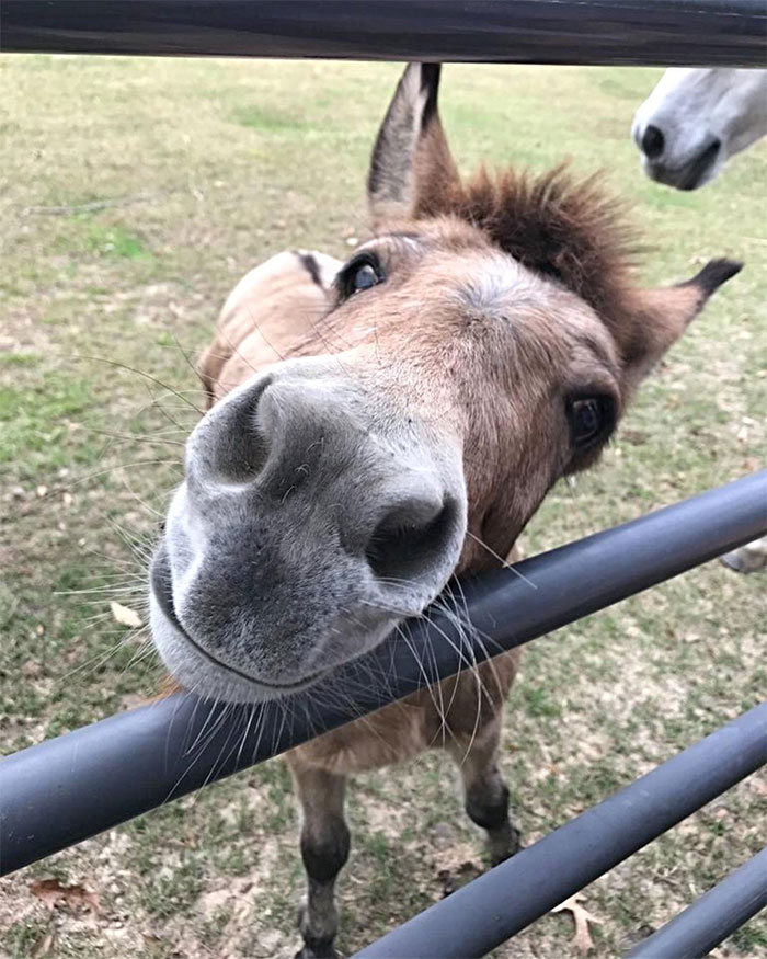 Close-up of a cute donkey leaning over a metal fence with grass in the background, showcasing donkey charm and personality.