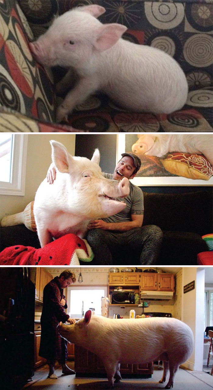A man with very big pet pig