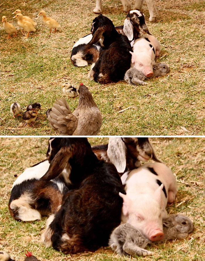 Piglet Using Baby Bunny As A Pillow At A Animal Nursery