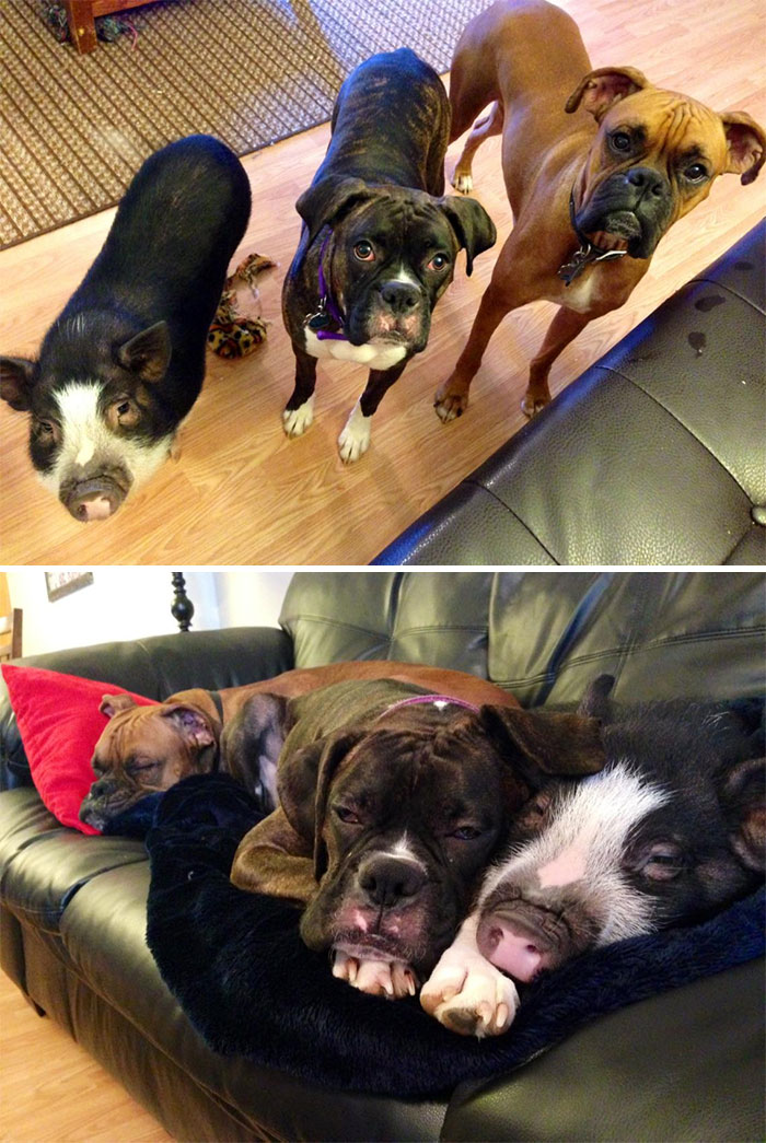 My Pig Has An Identity Crisis