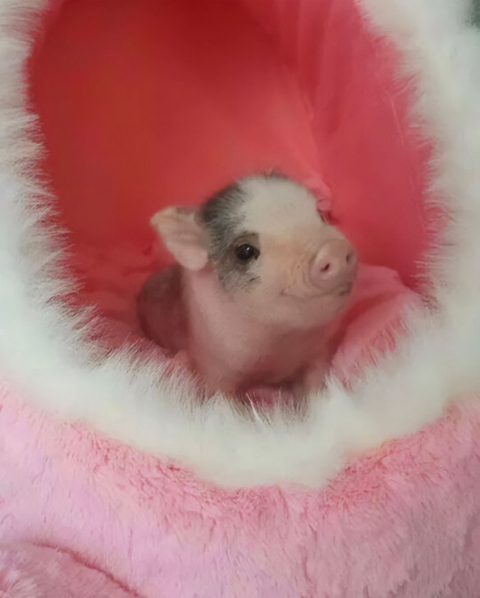 This Tiny Piglet