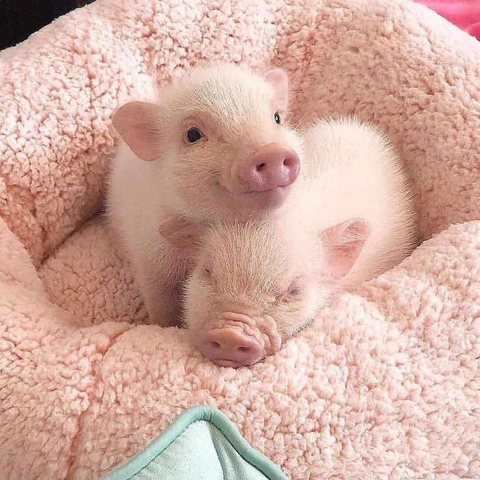 Year Ago Pearl And Arnold Came Into Our Lives And Made Everything A Million Times Better