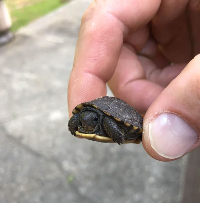 Stumbled Across This Little Guy Walking Across My Lawn