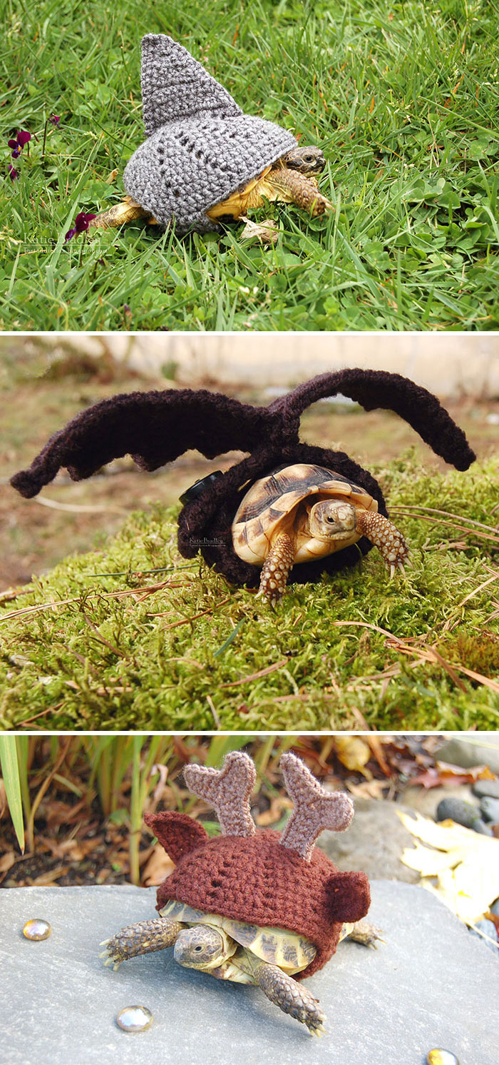 Artist Crochets Adorable Tortoise Cozies