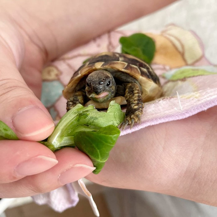 Food Service Has Been Good Lately! Keep It Up My Servant Lady!