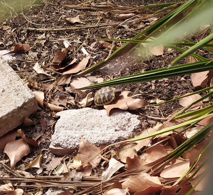 Spotted This Baby Turtle Near Campus